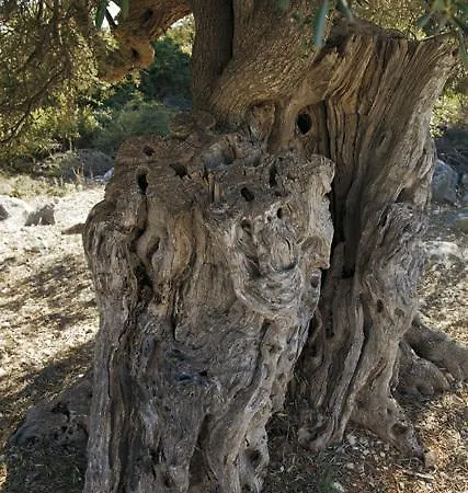 Buksa 帕格